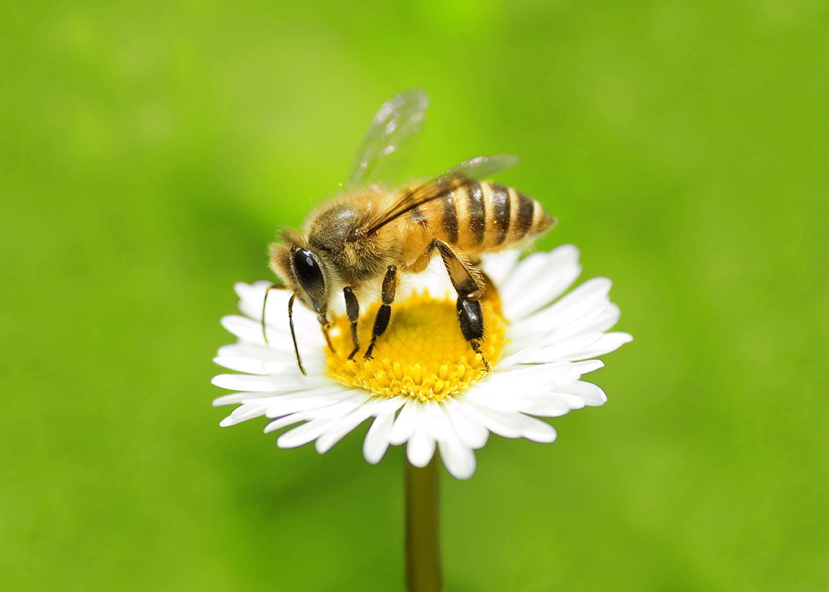 a bee sitting on a flower